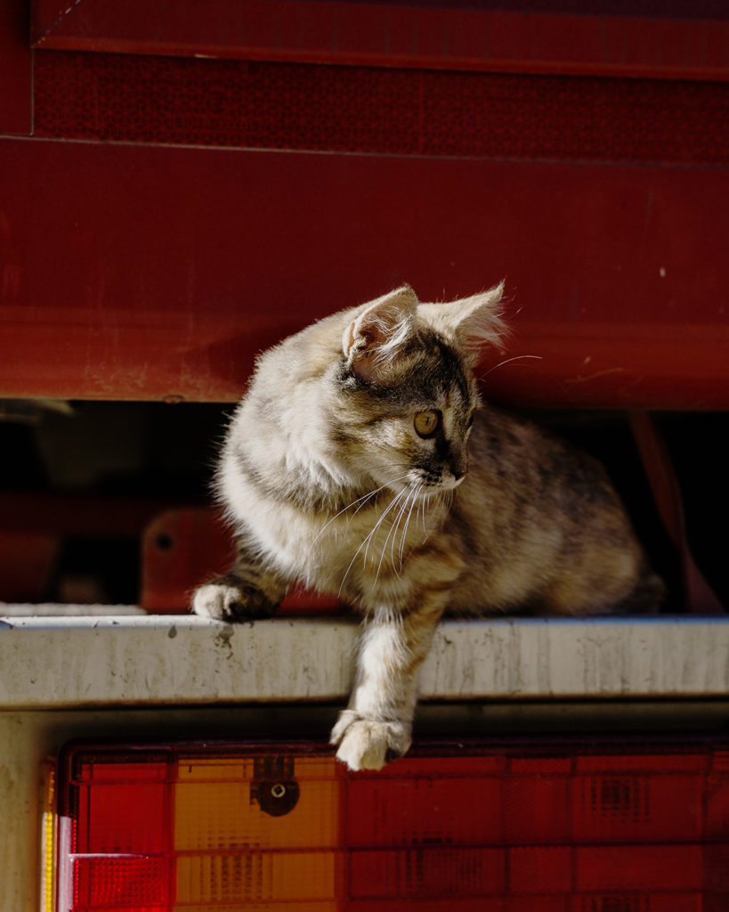 A young cat climbing the back of a camper van.